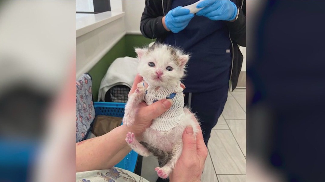 Meet Pinky: Kitten adopted by foster mom, arrived at PAWS Chicago shortly after birth