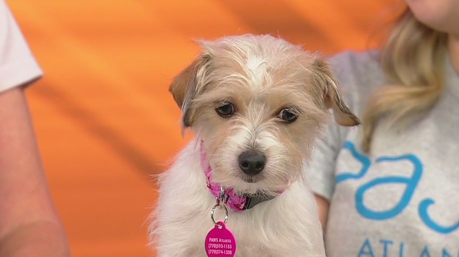 Meet Scotti: Our Pet of the Day