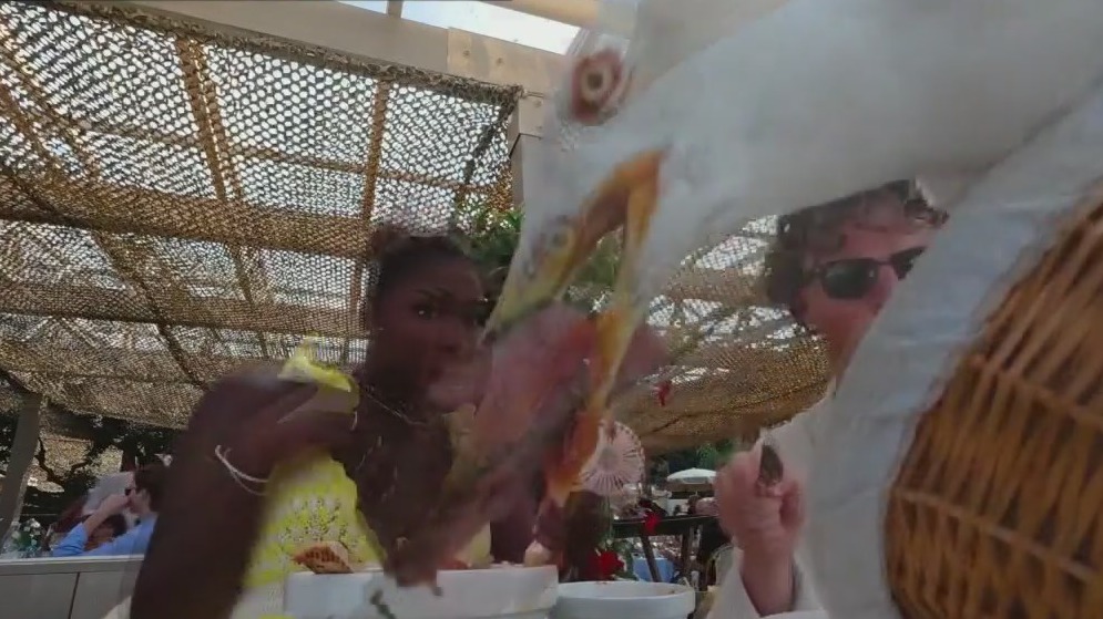 Seagull snatches steak from diners