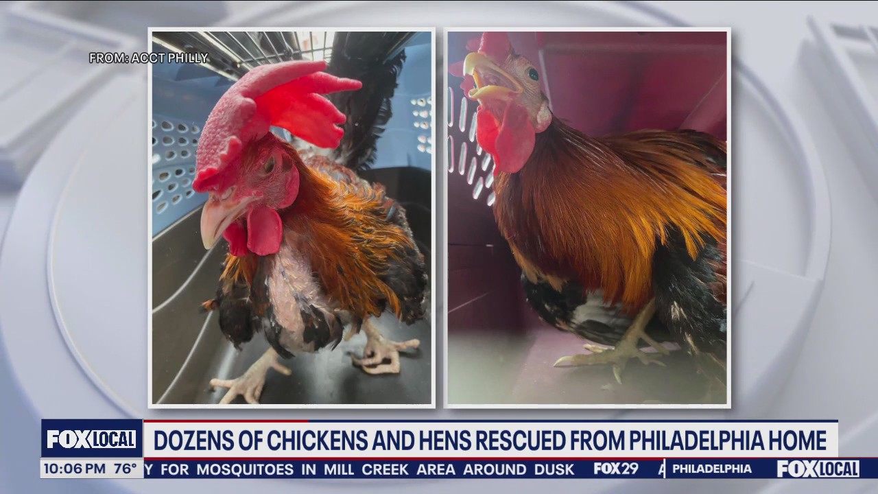 Dozens of chickens and hens rescued from Philly home