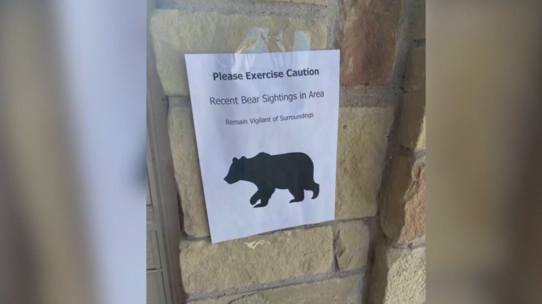Bear sighting in Buda