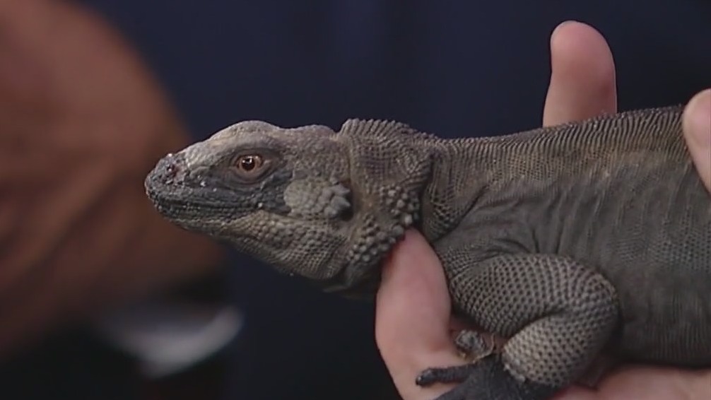 Zoo Atlanta shows off Chuck the chuckwalla