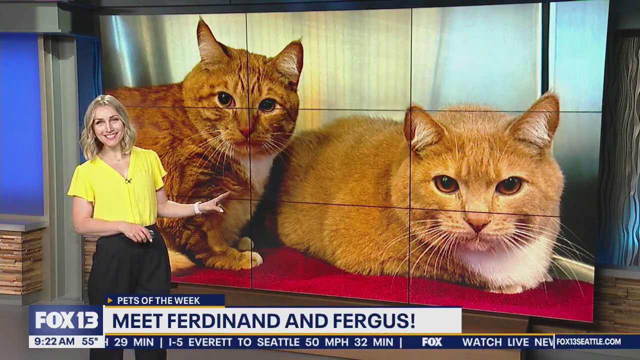 Pets of the Week: Ferdinand and Fergus