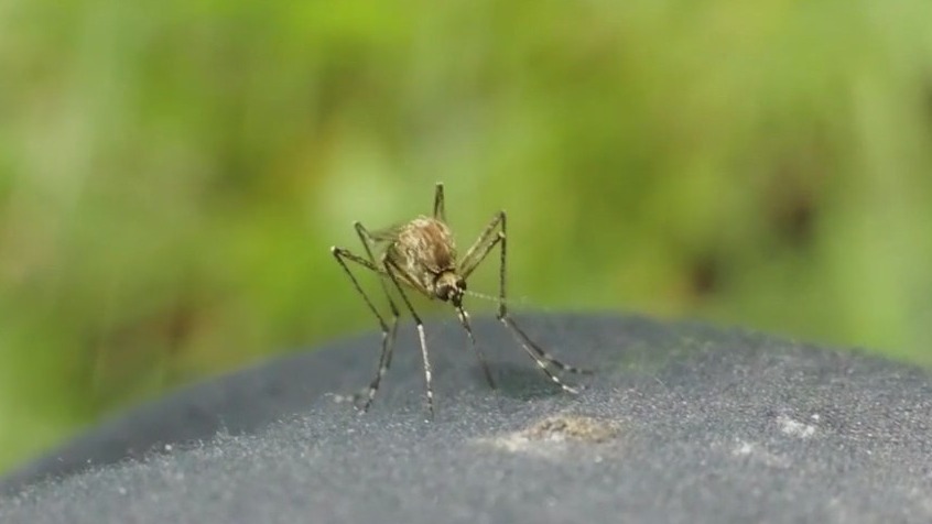 Officials warn of spike in saltmarsh mosquitoes