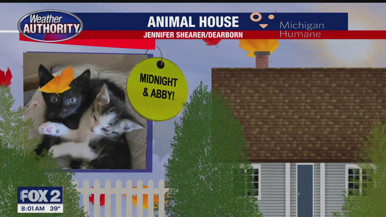 Welcome Midnight, Abby, Scruff, Lainey