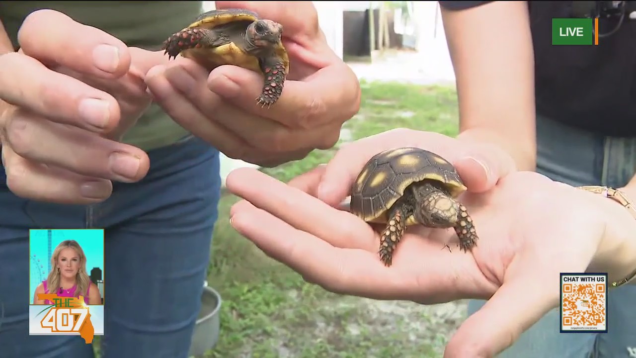 Crazy Critter Farm: Exotic birds, reptiles, and turtles