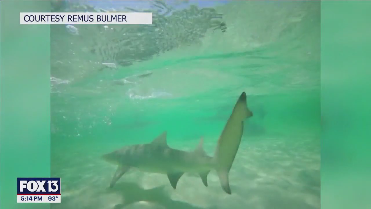 Tampa Bay educator hopes to bring 'once in a lifetime’ shark research trip into the classroom