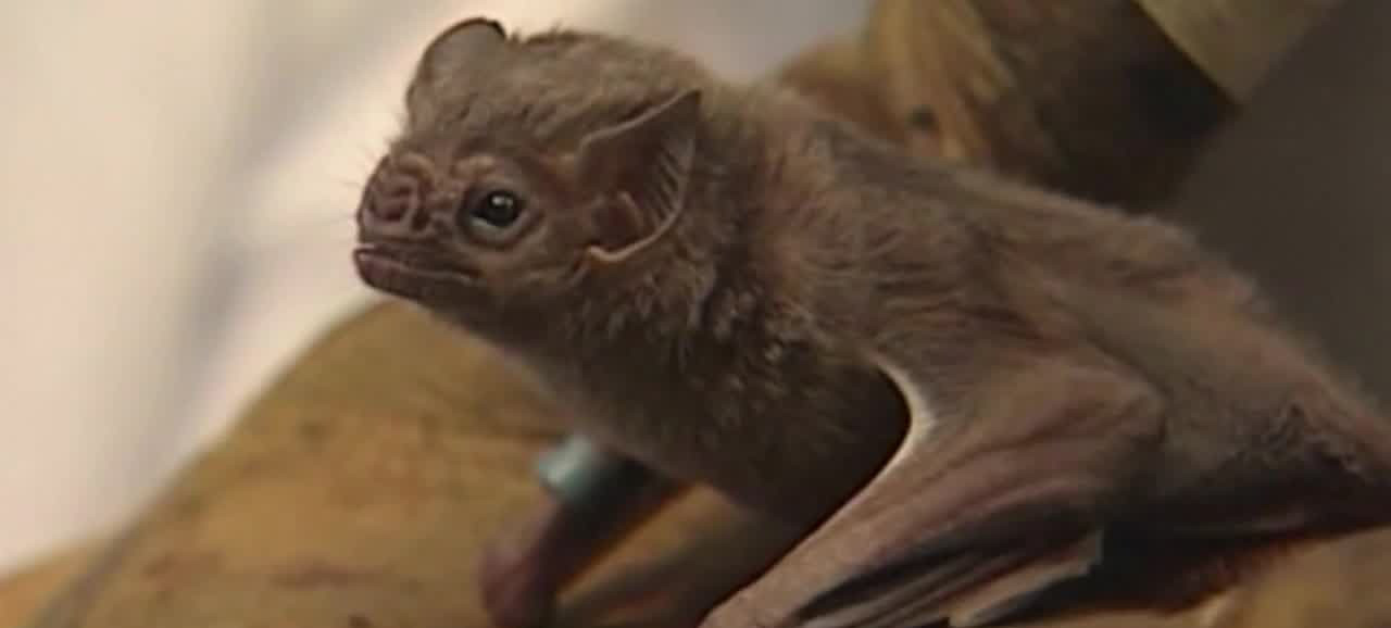 Person bit by rabid bat in St. Clair County