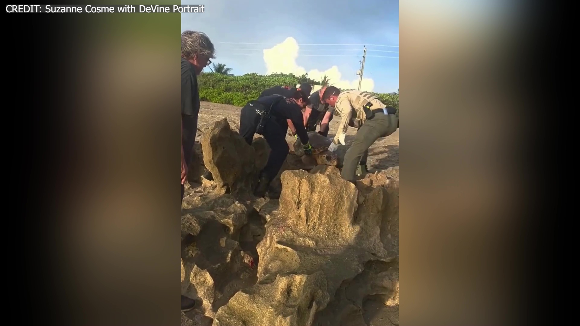 Sea turtle rescued from Florida beach