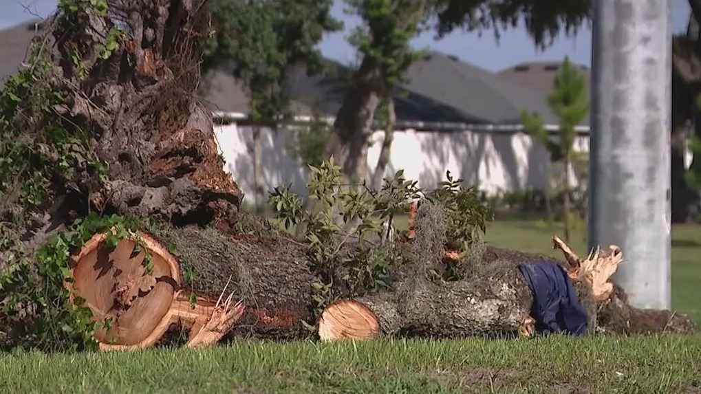 Man killed in Sumter County after tree falls on car