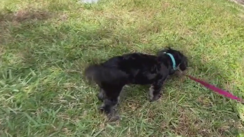 Pasco woman fights off alligator to save puppy