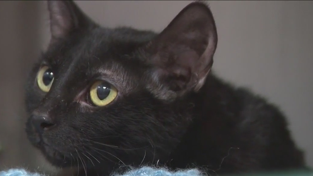 West Bend man arrested in animal cruelty case