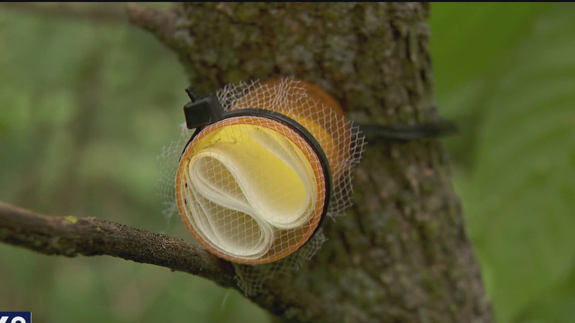 Scary-sounding insect released to protect Minnesota ash tree from pest