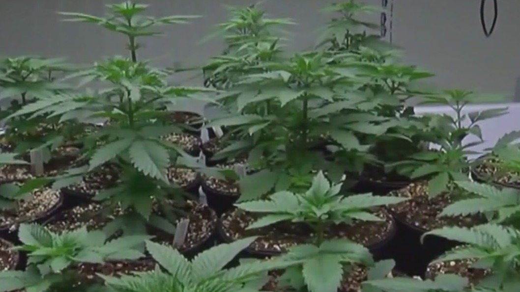 FOX 13 hosts Amendment 3 debate
