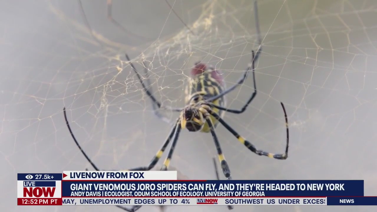 Flying spider invasion on the East Coast