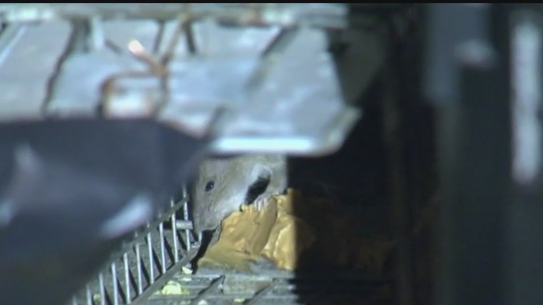Rat birth control? Chicago tries poison-free fix for its rodent problem