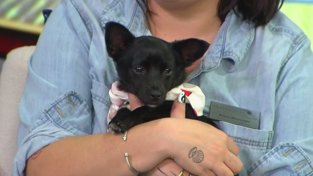 Pet of the Week: Meet Umi