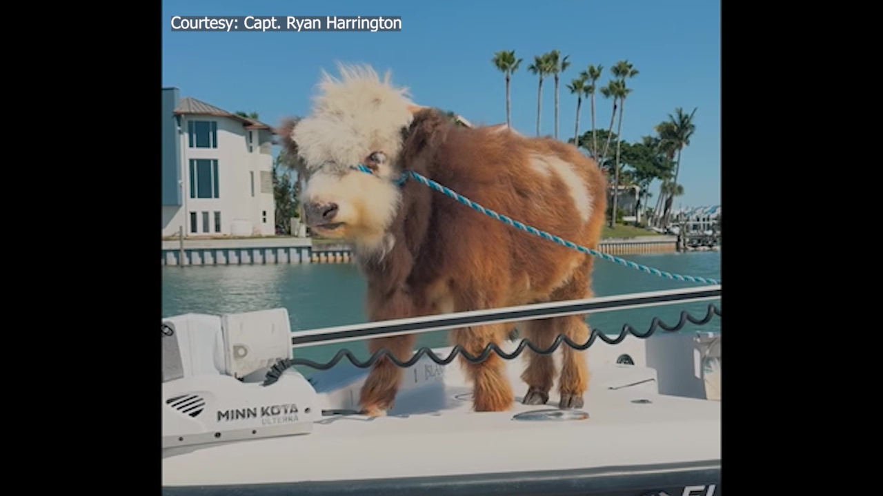 Mini-cow goes on boat adventure