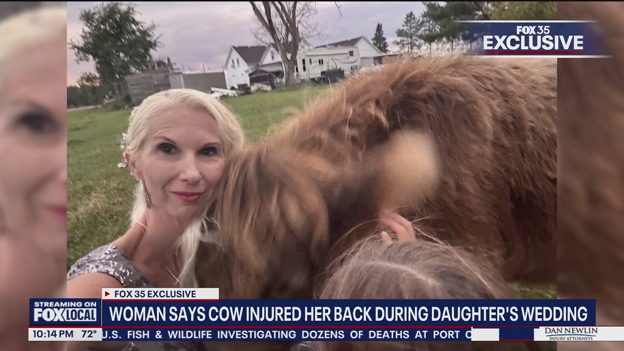 Woman says cow injured her back during daughter's wedding