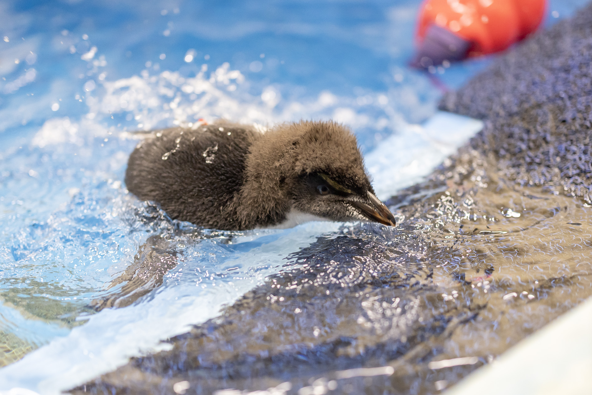 Penguin chicks at Shedd Aquarium take their first swim