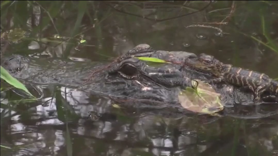 Lawsuit filed against ‘Alligator Alcatraz’