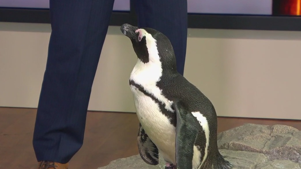 Penguins at Busch Gardens for Christmas Town