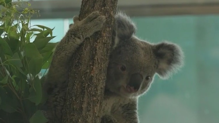 Koalas make grand introduction at Brookfield Zoo Chicago