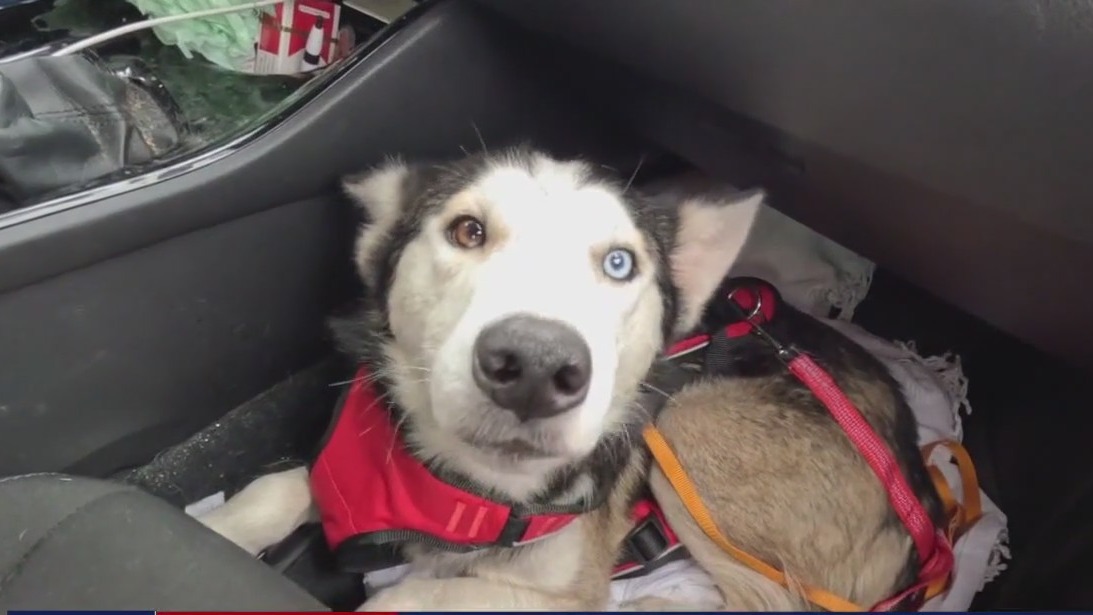 Husky trapped for days on island rescued