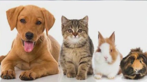 More and more going into debt to take care of pets