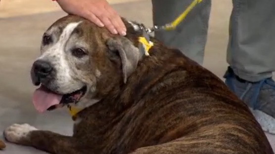 Adopt-A-Pet: Meet King