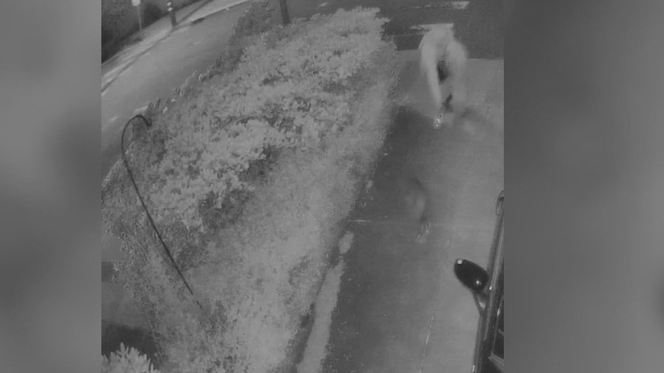 Man seen on video chasing raccoon with blowtorch