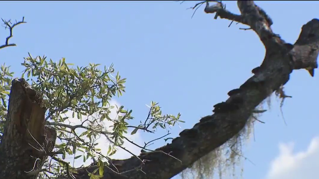 Replanting trees, canopy destroyed by storms