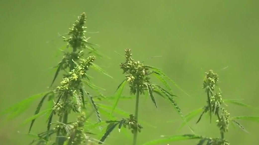 THC ban discussed again during Special Session