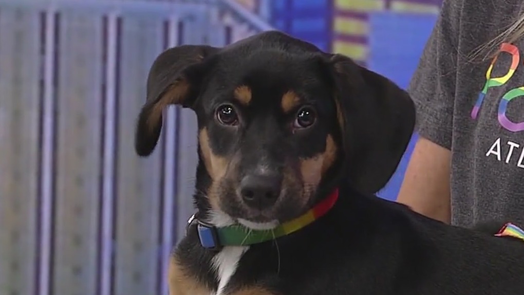 Meet S'more: Our Pet of the Day