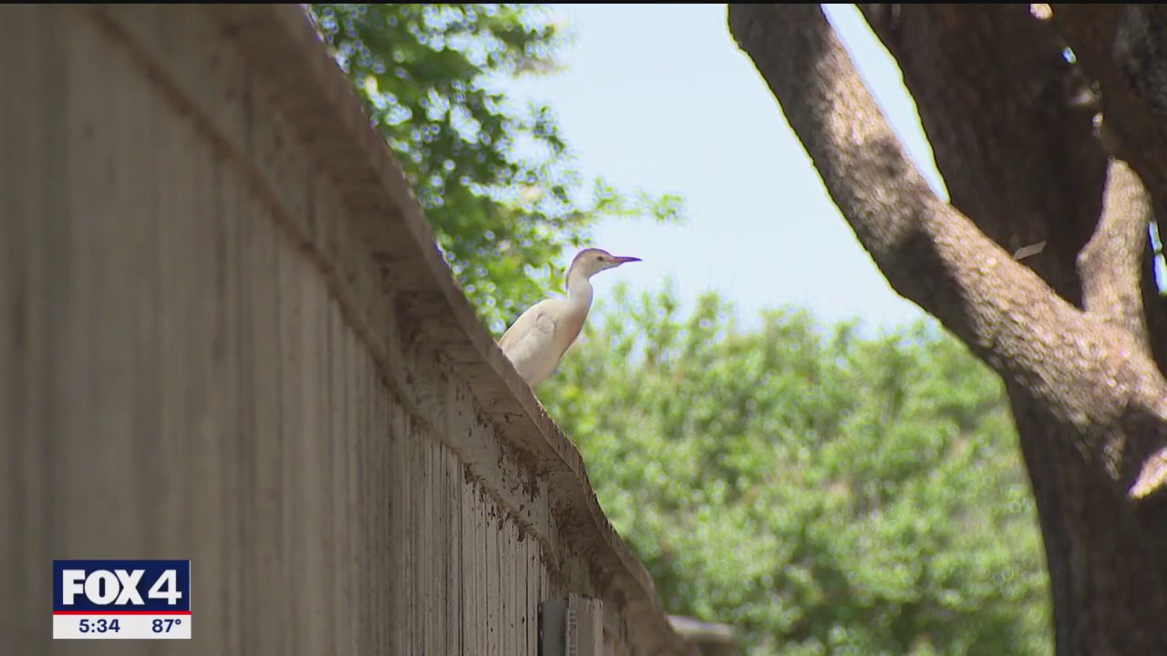 Fort Worth neighbors helpless as egrets invade