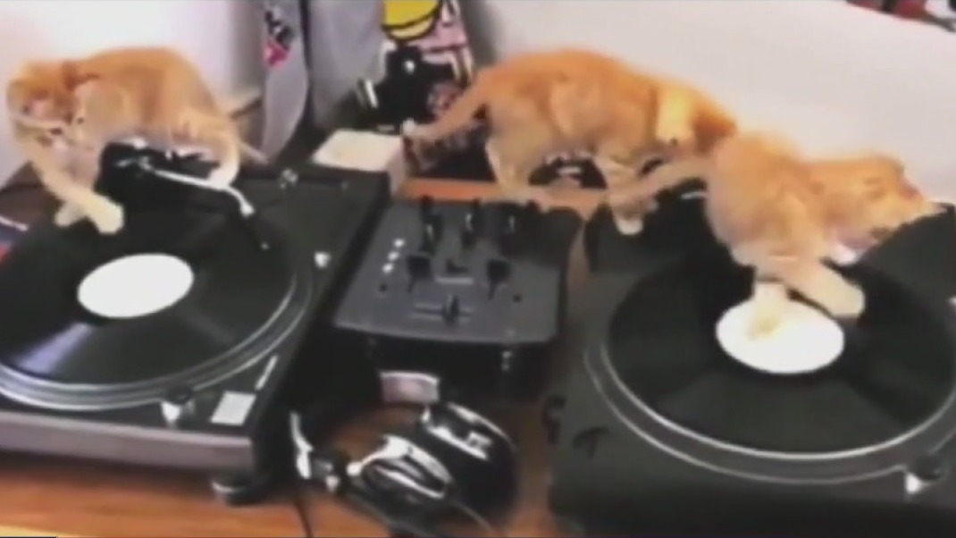 Cat Video Fest 2025 this weekend