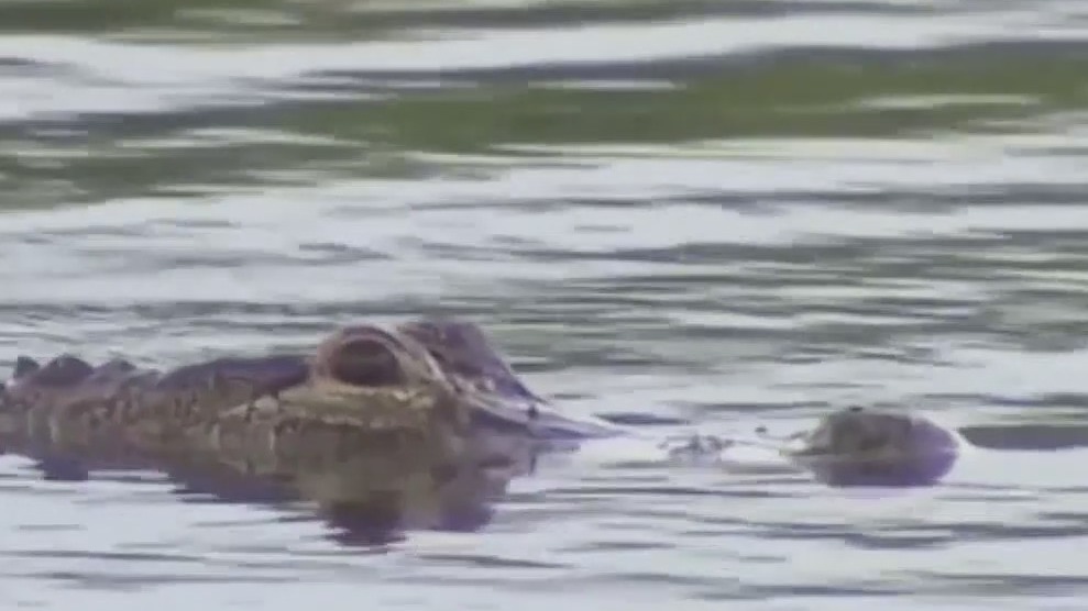 Teen fights off alligator that dragged her