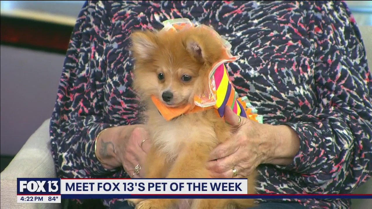 Pet of the week highlights Skittles