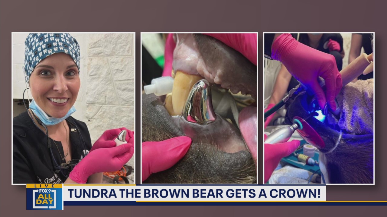 Bear undergoes ‘groundbreaking’ dental surgery