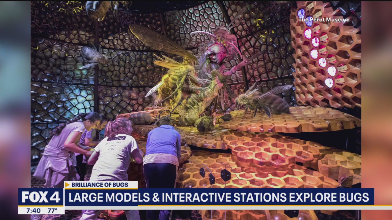 New interactive bug exhibit at Perot Museum