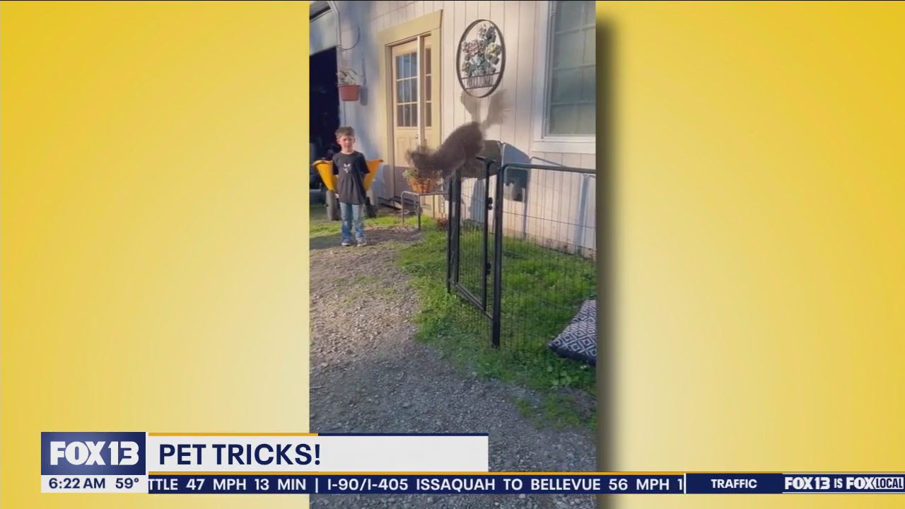 Pet Tricks for Tuesday, July 16