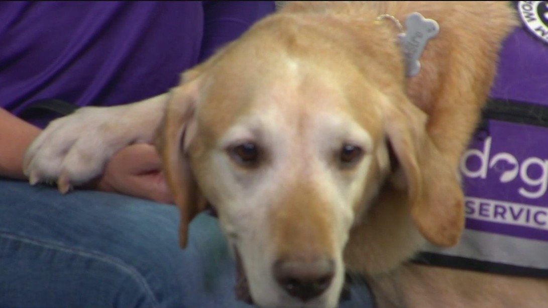Discovery Day at Dogs Inc.