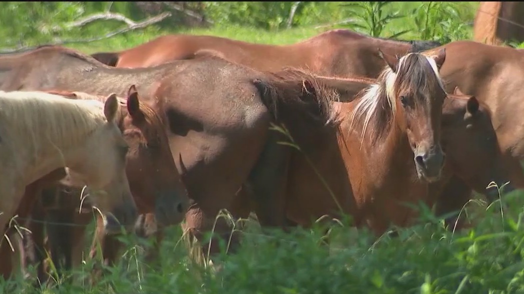 Horseback riding at Sunny Farms North