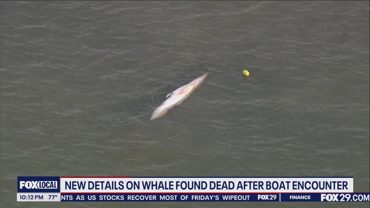 New details on whale found dead after boat encounter