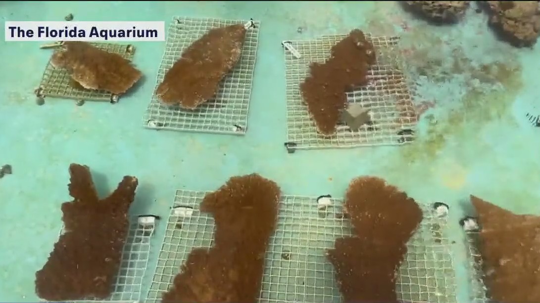 Coral from Honduras could help Florida’s reefs