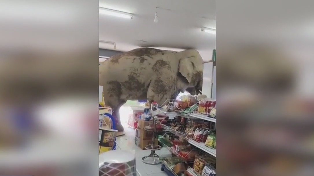 Hungry elephant raids Thailand grocery store