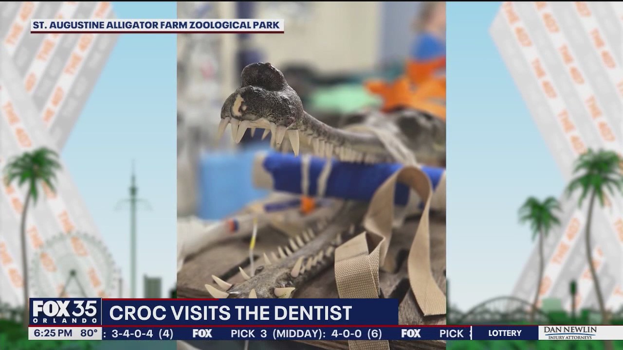 Can a croc go to the dentist? This one did