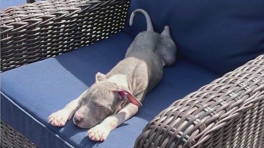 Love-A-Bull introduces Archer