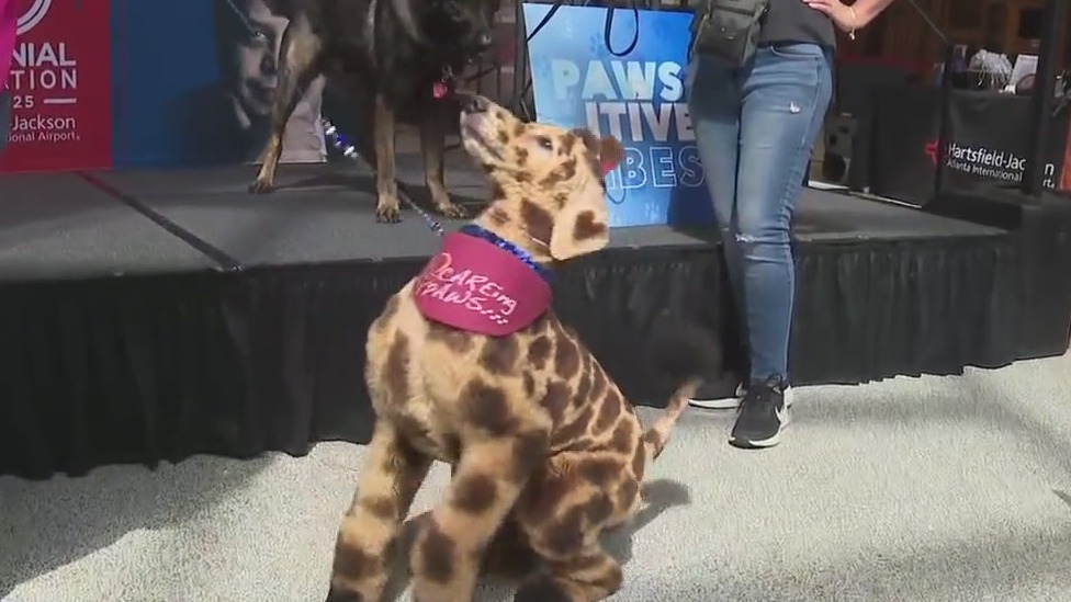 New therapy dog program launches at ATL