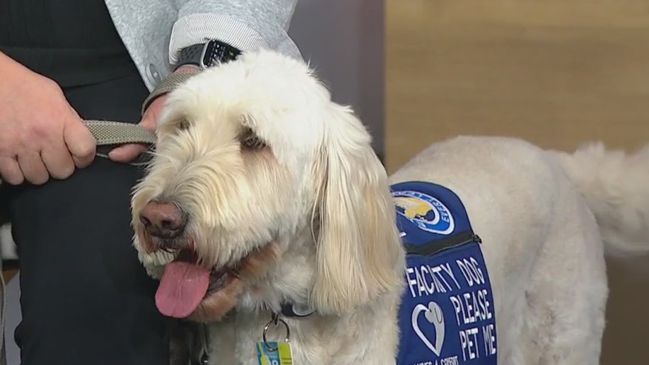 Northbrook principal writes children’s book inspired by her school’s beloved dog Krieger